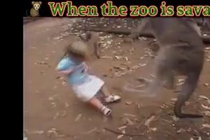90 Seconds of Zoo Madness