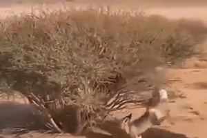 A Saudi man found a fox with his tail suspended by a tree and saved him