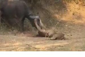 Amazing Video In Wild Life