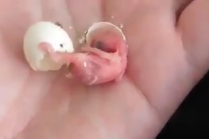Baby Bird coming out of Egg