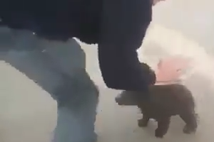 Baby bear playing and tries to hugging to a Man