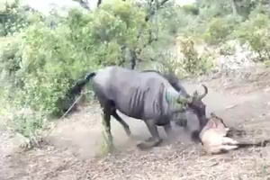 Battle Between Leopard & Wildebeest Mother over Calf 