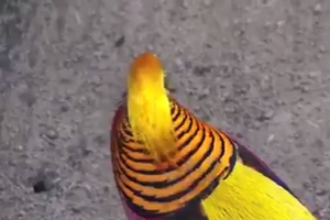Beautiful Bird Eating Food 