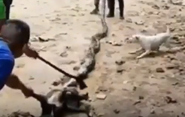 Big Snake trying to eat Dog