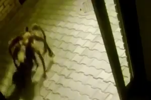Big Spider runs in the streets