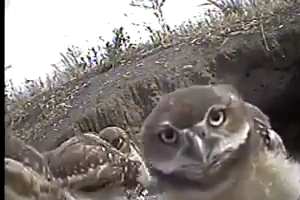 Bunch of Owls looks at Camera - Amazing