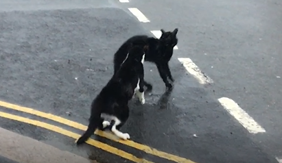Two Cats fighting on wet Road - Southall