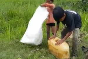 Cambodian young boys used trap to catch snakes