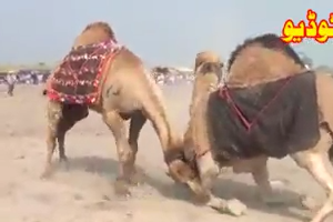 Camel fight 