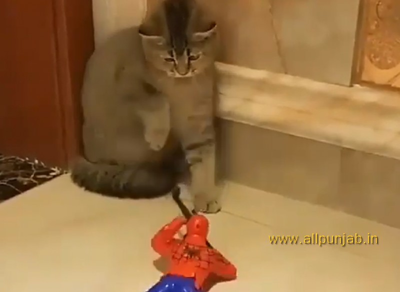 Cat Scared by Toy Spider