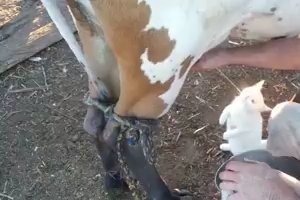 Cat enjoying milk from cow