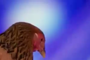 Chicken  plays piano
