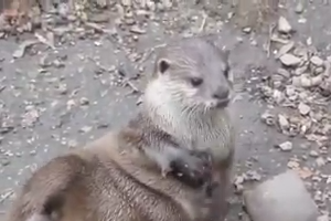Clawed Otter playing with stone near water - Looking Beautiful 