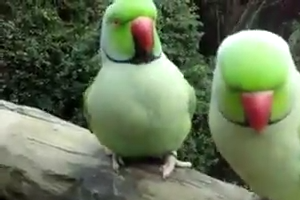 Couple of parrots talking with each other - Nice video