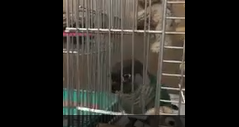 Couple of parrots tries to going out from cage 