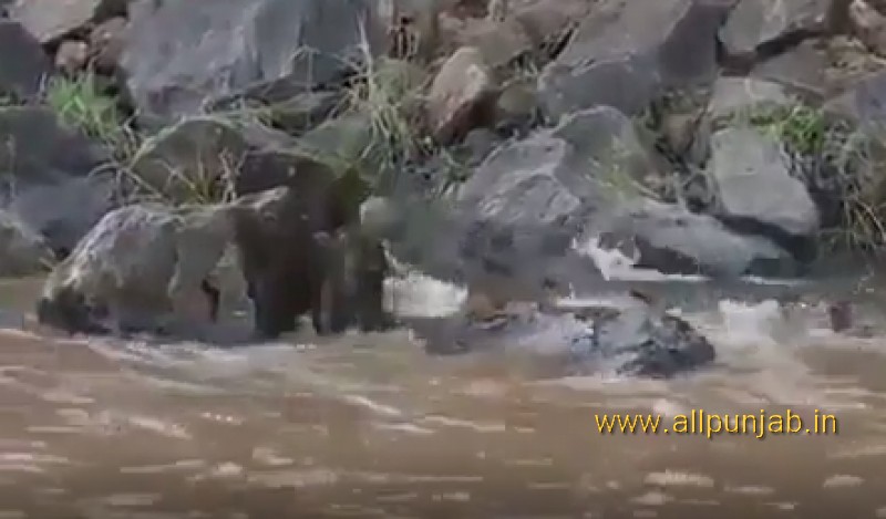 Crocodile hunting wildebeest in water