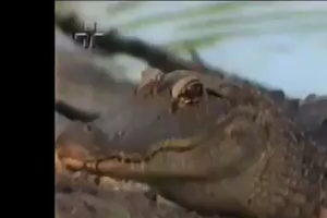 Crocodile while hunting