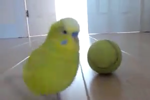 Cute Parrot playing with Boll
