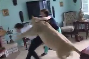 Dangerous Lioness Attacks on man in the Room