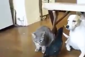 Dog, Cat and Crow eating together and sharing