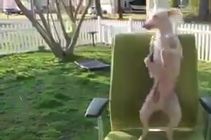 Dog Dancing on Chair -  Nice video