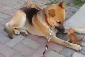 Dog Playing with baby cat