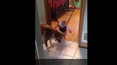 Dog playing with baby and tries to makes  him Laugh