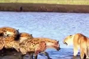 Dogs Attacks on Lioness