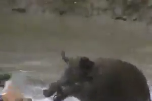 Dogs fighting with Boar in water