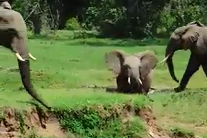 Elephant mother help her baby into the water
