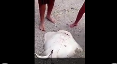 Extraordinary animal came out form water and people tries to help him