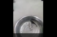 Fish still alive after putting out freezer - Really Amazing Video