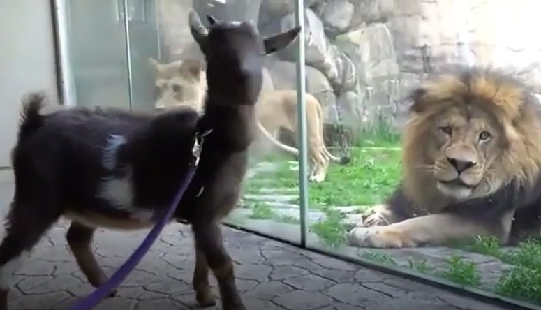 Goats stand front of  the Lions in Zoo