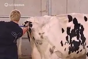 HOW TO HELP A COW TO GIVE BIRTH -  PRECIOUS VIDEO