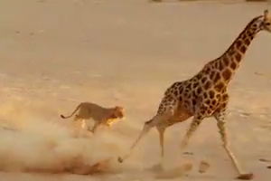 It was giraffe vs. lioness
