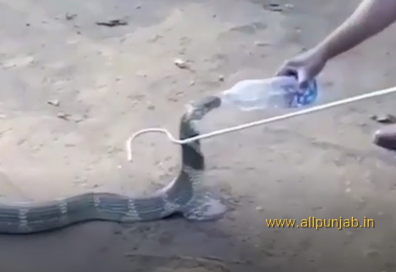 Kobra Big Snake Drinking Water