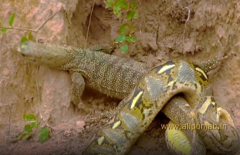 Komodo Dragon with Python Attack