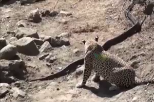Leopard Attacks Python in Kruger