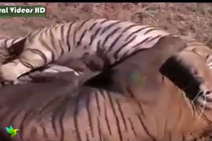 Leopard Kills a Cheetah - Tiger vs Tiger