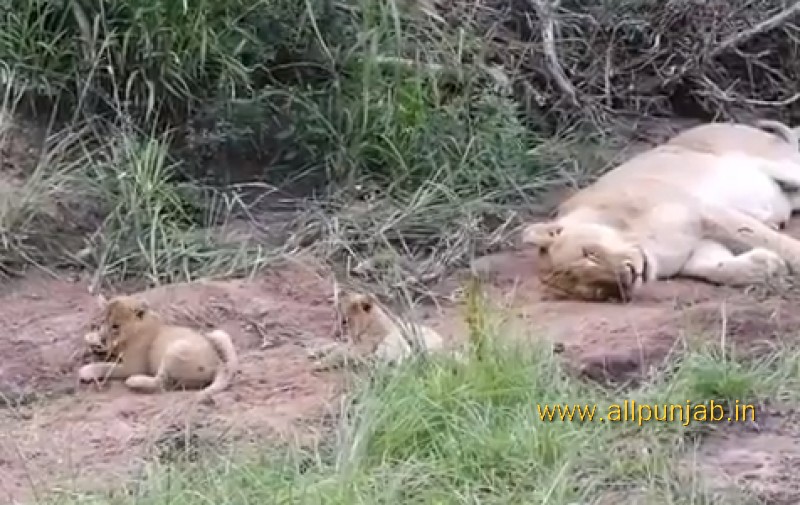 Lion cubs playing and annoying their mother