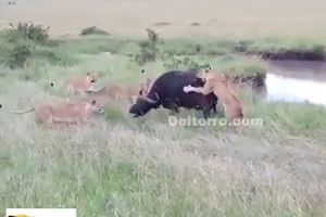 Lionesses attack on buffalo near river