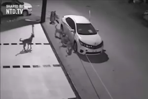 Look how bunch of dogs damage a car on the road - Very rear Video