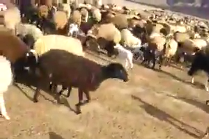 Lots of sheeps and goats going for food