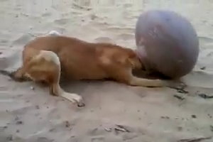 Man helps dog when he is helpless