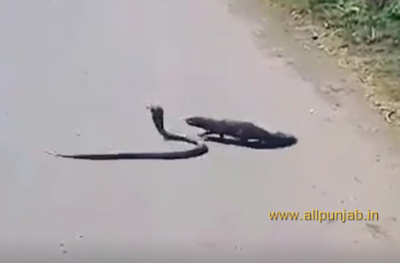Mongoose vs Snake fight shocking video in road