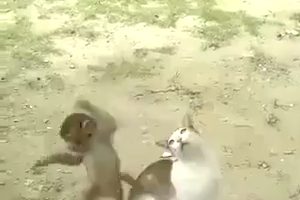 Monkey playing with cat
