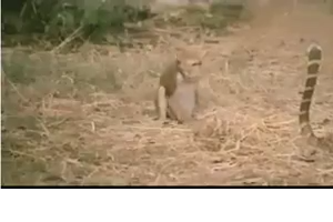 Monkey  vs. Snake Fight 