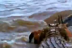 Most Spectacular Crocodile Attacks Compilation 