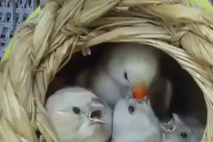 Mother Bird feeding baby in her house (NEST)