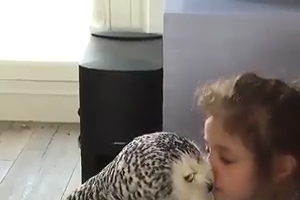 Nice Owl playing with girl - Charming Video
